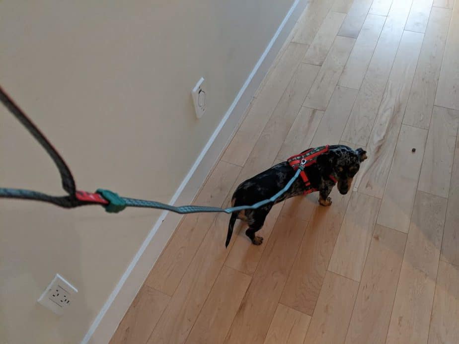 Christmas themed dog leash and harness by Zeedog