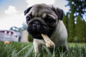 pug puppy with a bone in its mouth