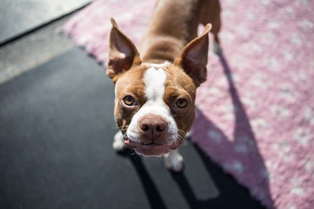 Dogs Eating Potatoes: All Your FAQ's Answered 4 all sorts of potato chips