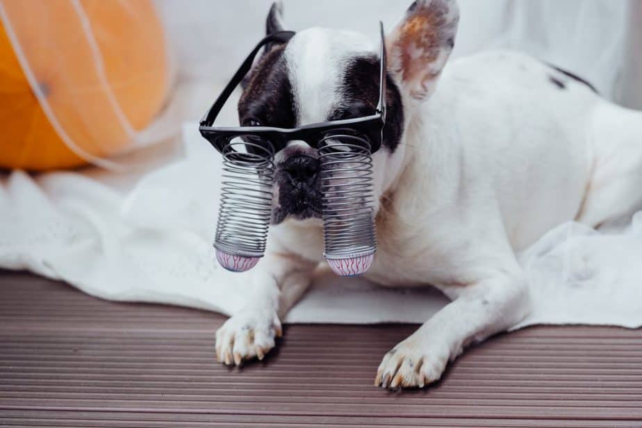crazy dog