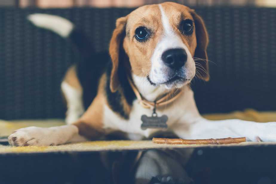 adorable young beagle