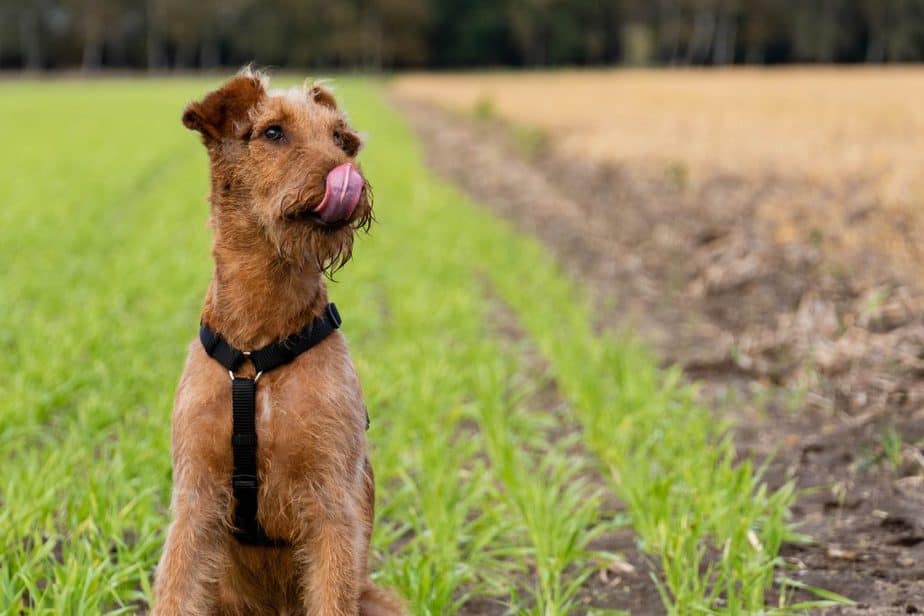 airedale terrier in a field licking its nose