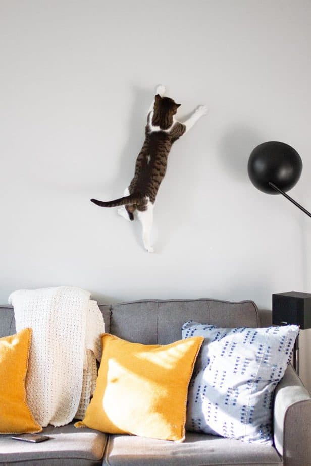 cat climbing the wall