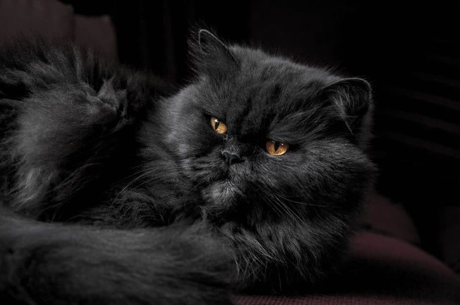 fluffy black cat with gold eyes