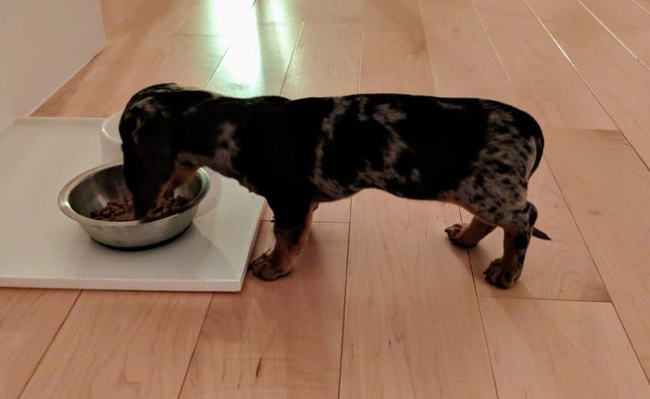 dachshund eating dry grain free dog food