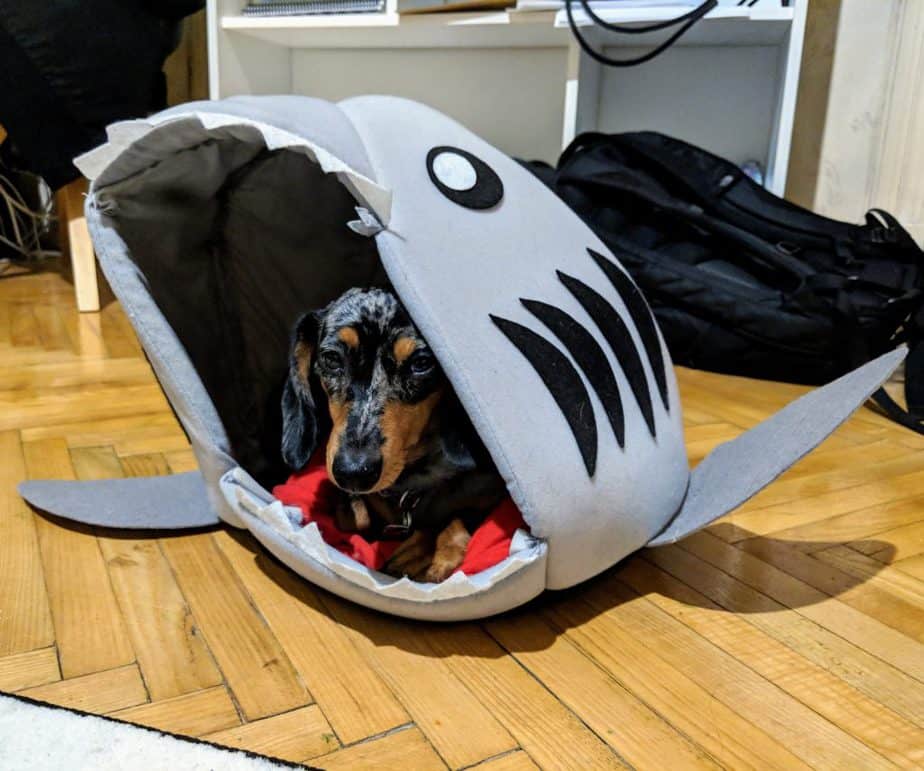 mocsing the miniature dachshund