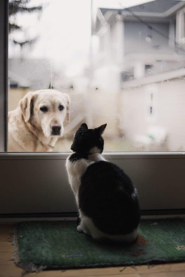 dog looking at cat through a glass door