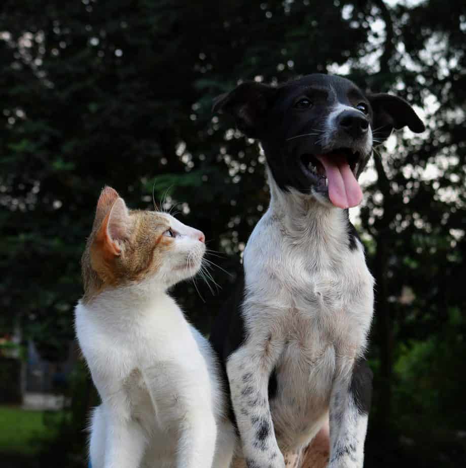 cat looking at a happy dog