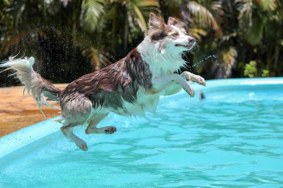 dog jumping in what I think is the neighbor's pool