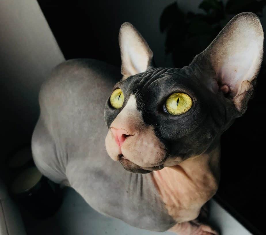 black cat without hair and with gold eyes and big ears