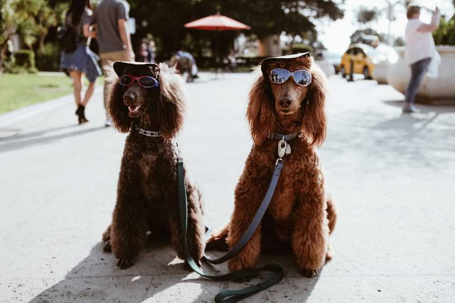 two hilarious brown poodles wearing sunglasses and looking smug
