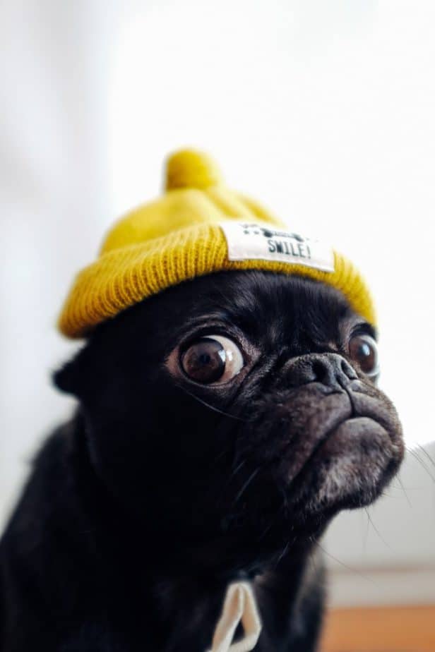 black pug with a yellow beanie on