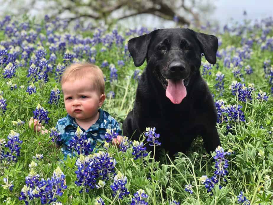 kid and black labrador in a meadow