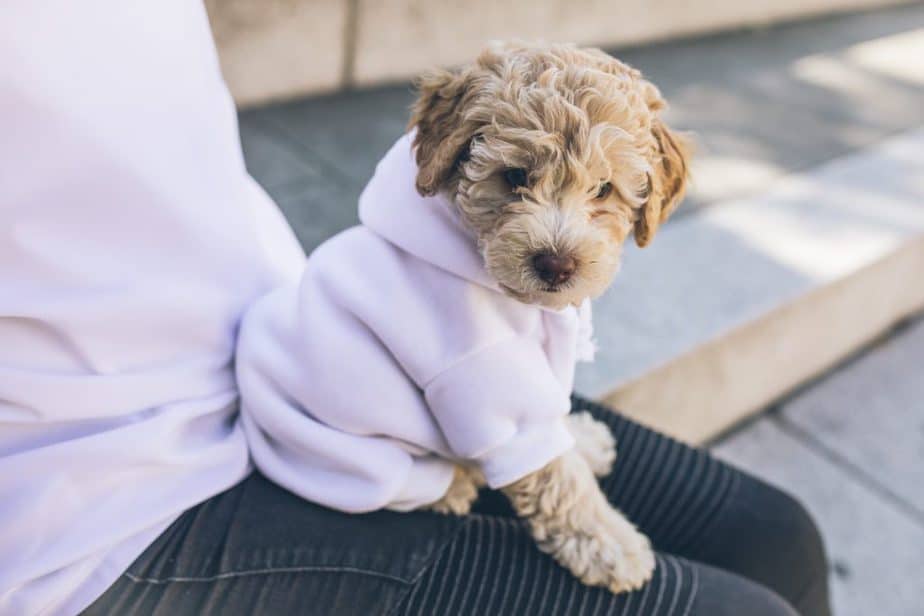 Matching dog owner lilac sweaters