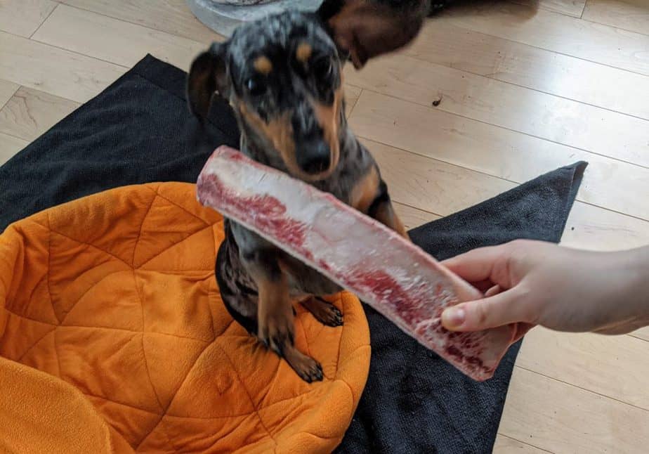 mini doxie with a raw beef bone