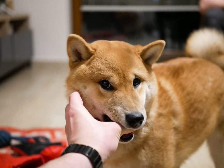 chien shiba inu dans un appartement entrain de jouer avec son humain