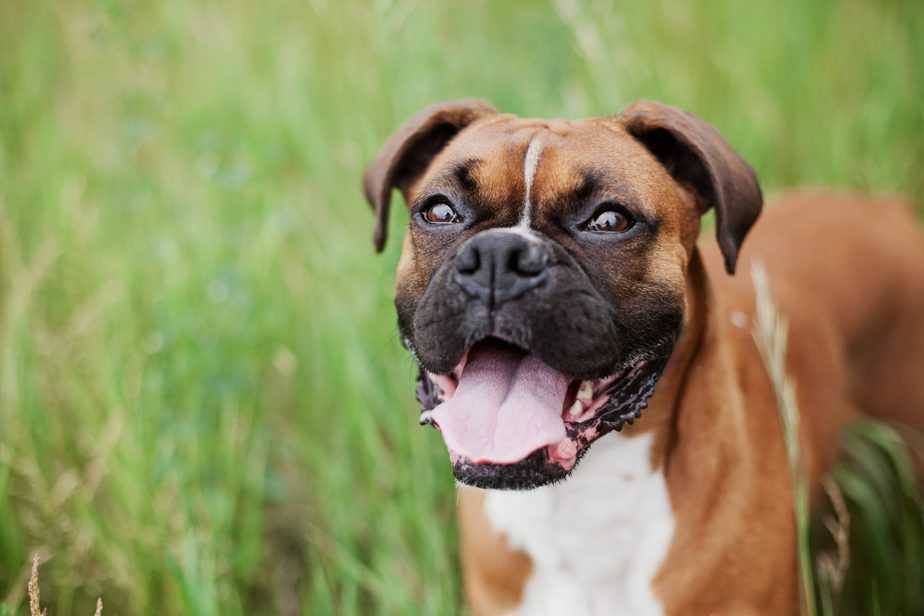 adult boxer dog in grass smiling