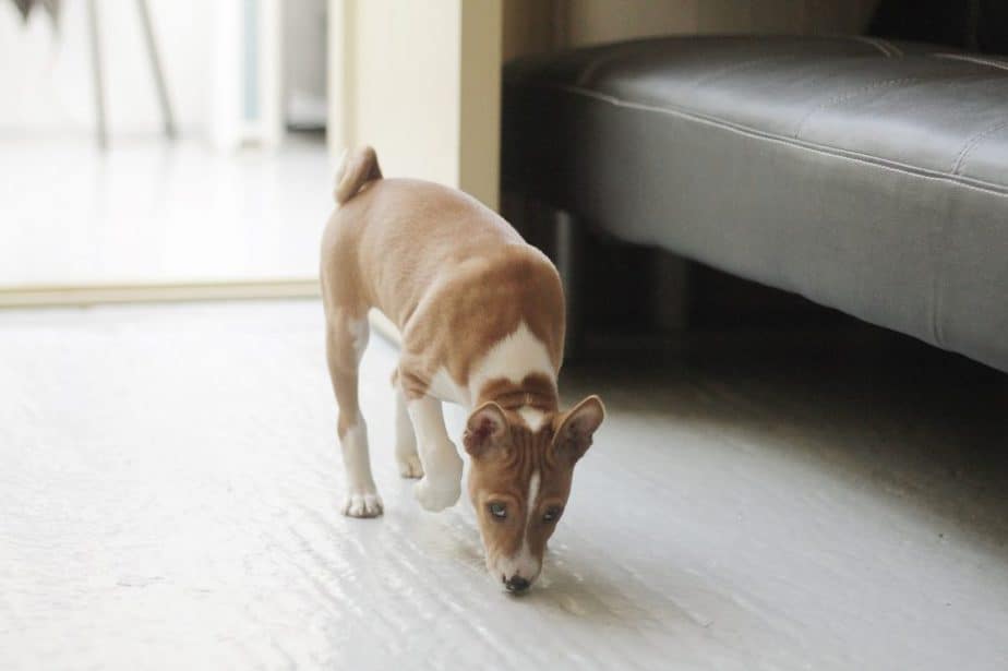 basenji puppy sniffing the ground