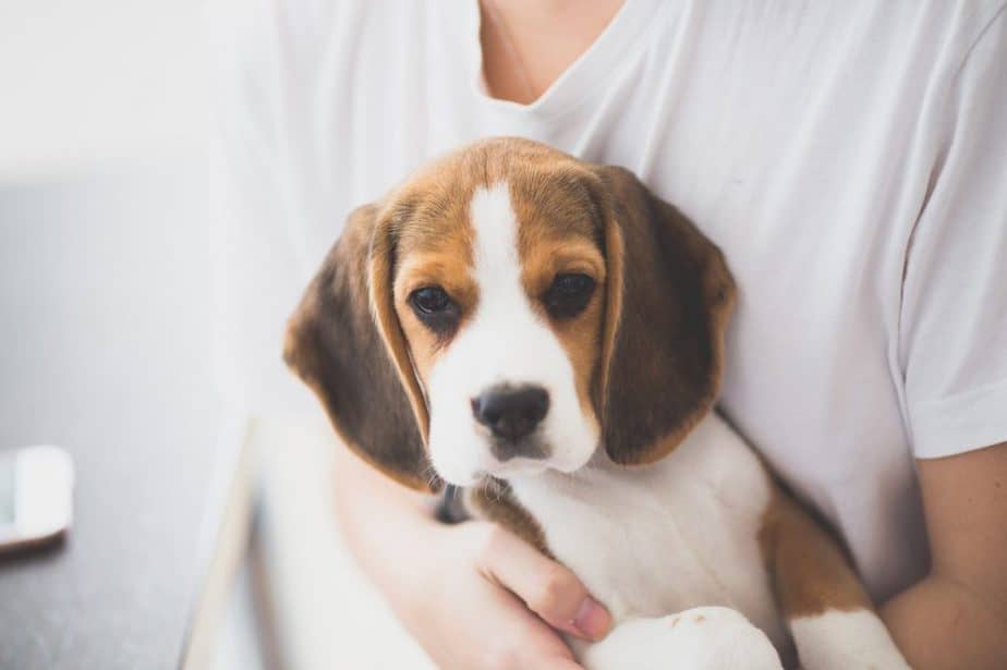 How Much Do Beagles Cost?