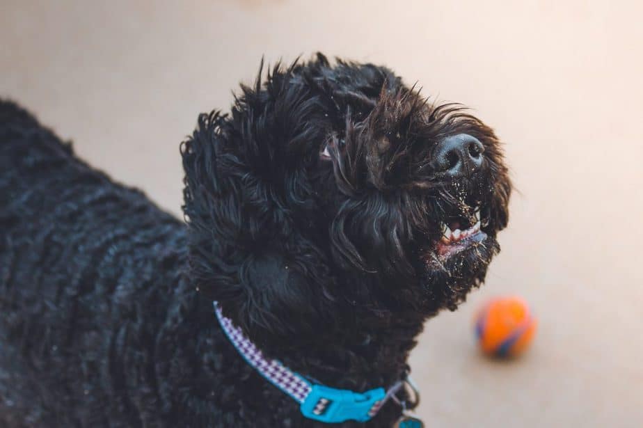 black poodle showing lower teeth