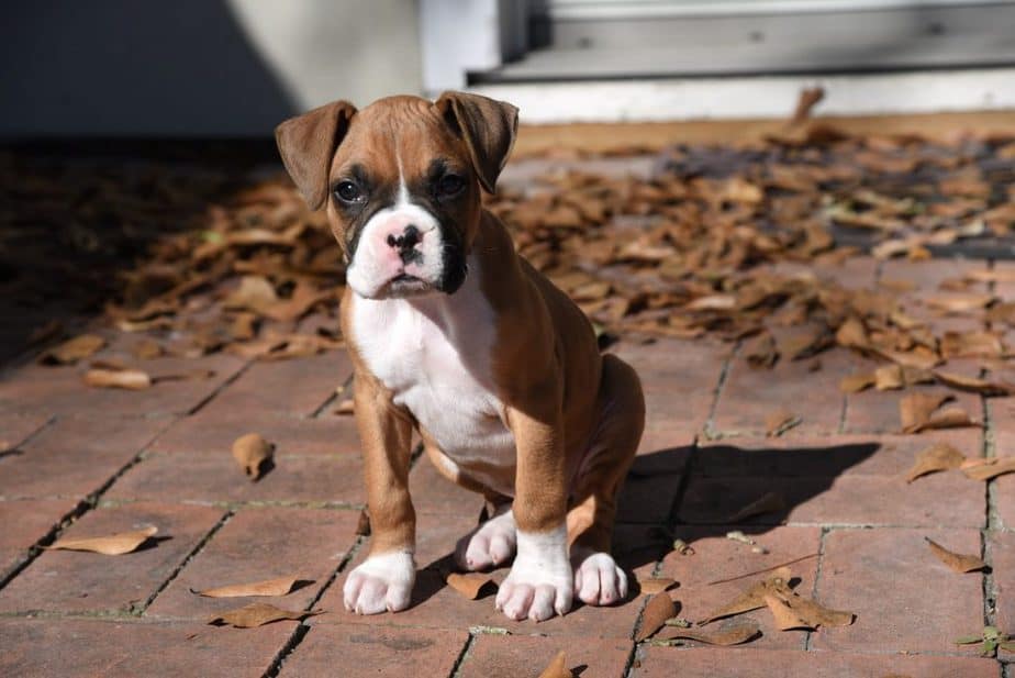 Tips for Those Buying a Boxer Puppy