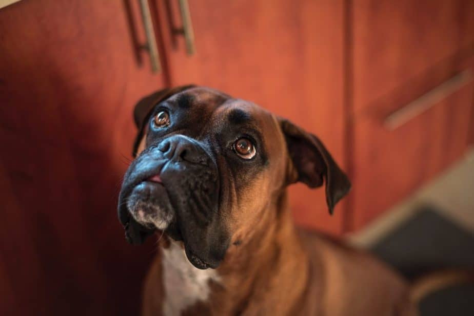 The Boxer Breed FAQ: All the Most Common Questions