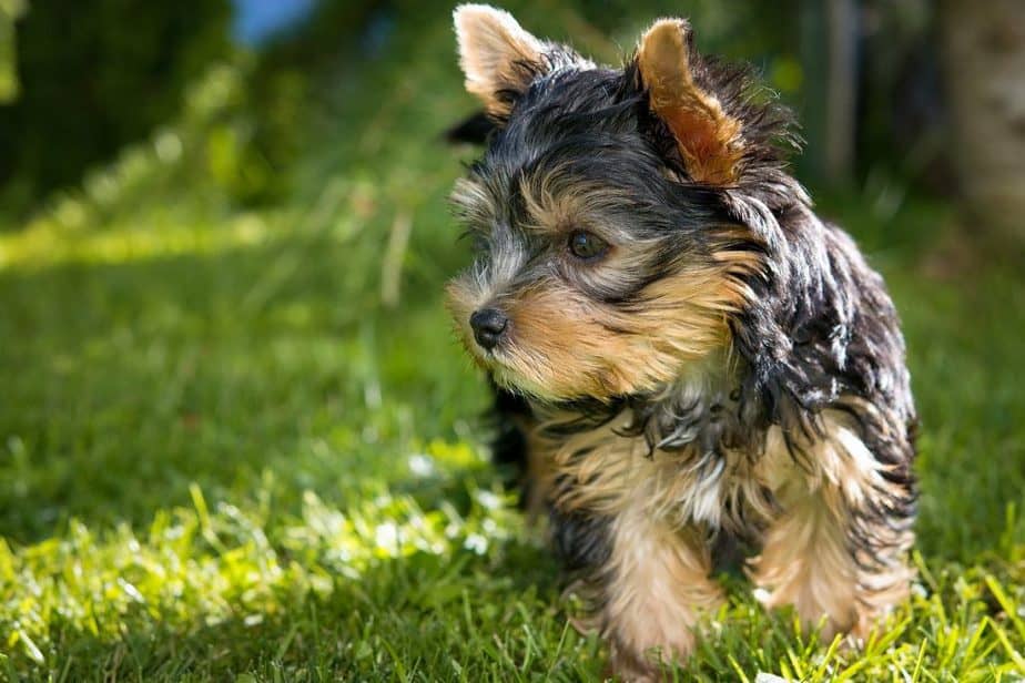 Buying a Yorkshire Terrier Puppy