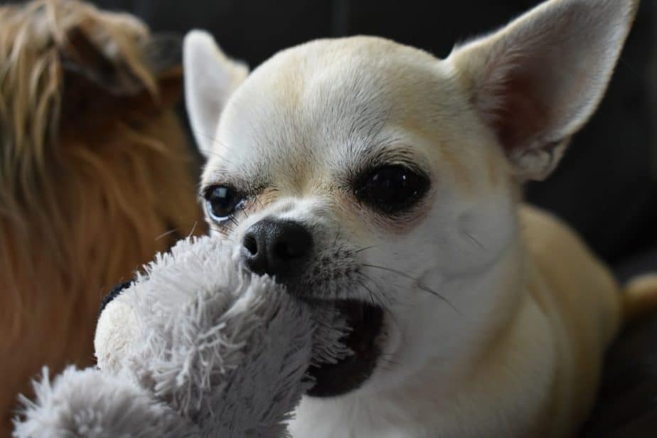 why do chihuahuas have teeth issues?