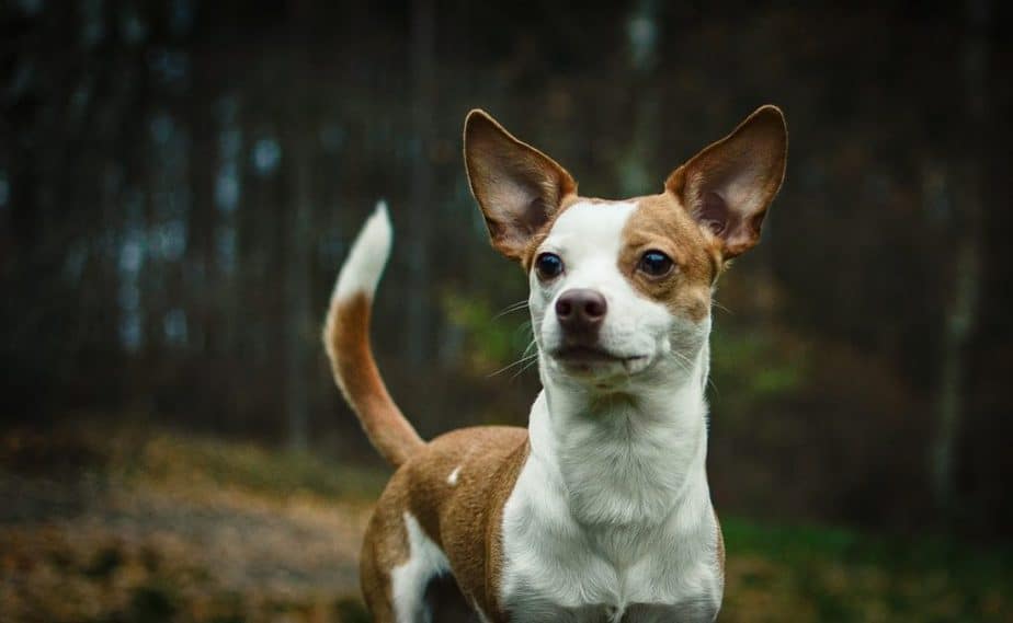 The Very Very Big Chihuahua Breed FAQ