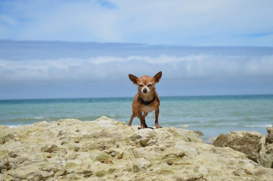 Why Are Chihuahuas So Mean?