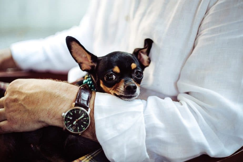 chihuahuas snort a lot as well