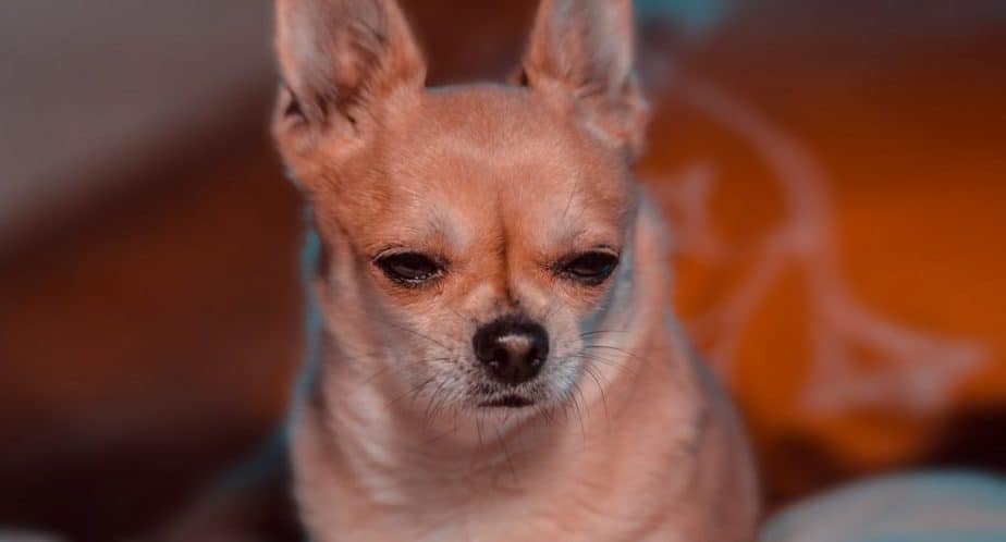 chihuahuas are hard to train