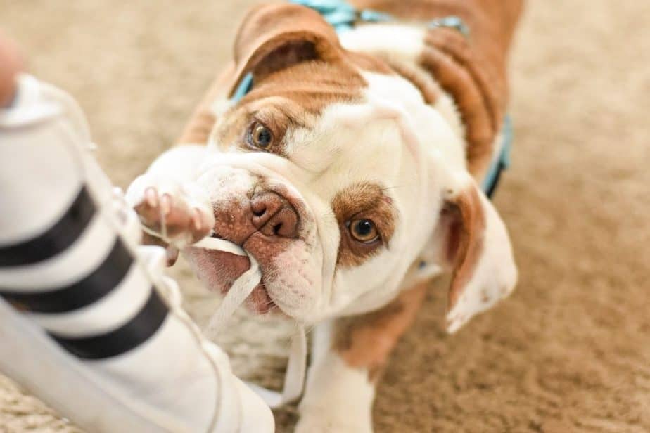What Colors Do English Bulldogs Come In?