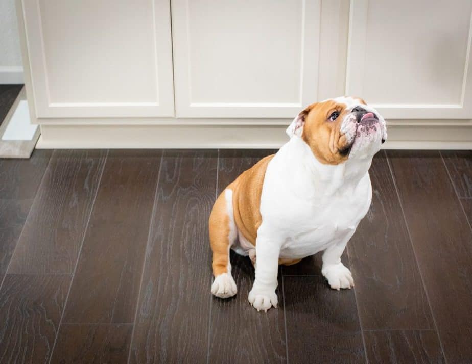 Do English bulldogs like to cuddle?