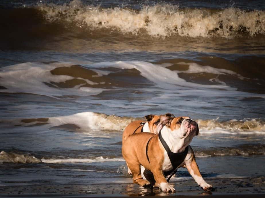 Why Do English Bulldogs Stink?
