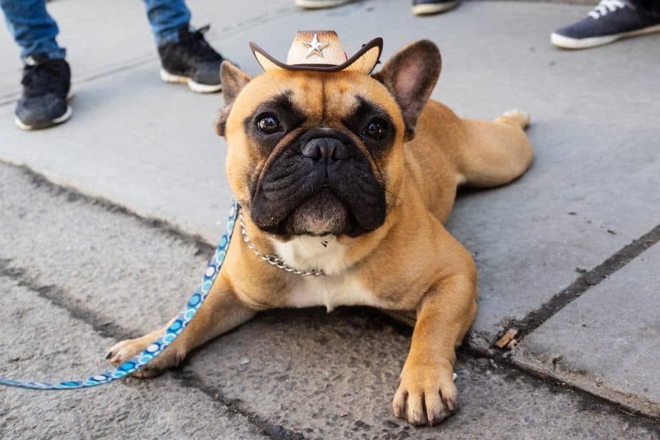 Why Do French Bulldogs Sit Funny?