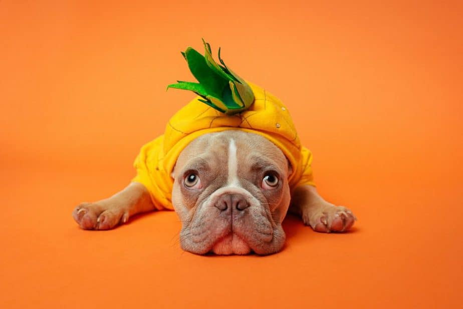 What Colours Do French Bulldogs Come In?
