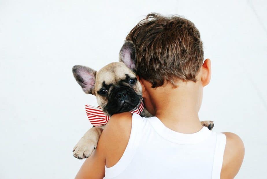 Why Are French Bulldogs So Popular?