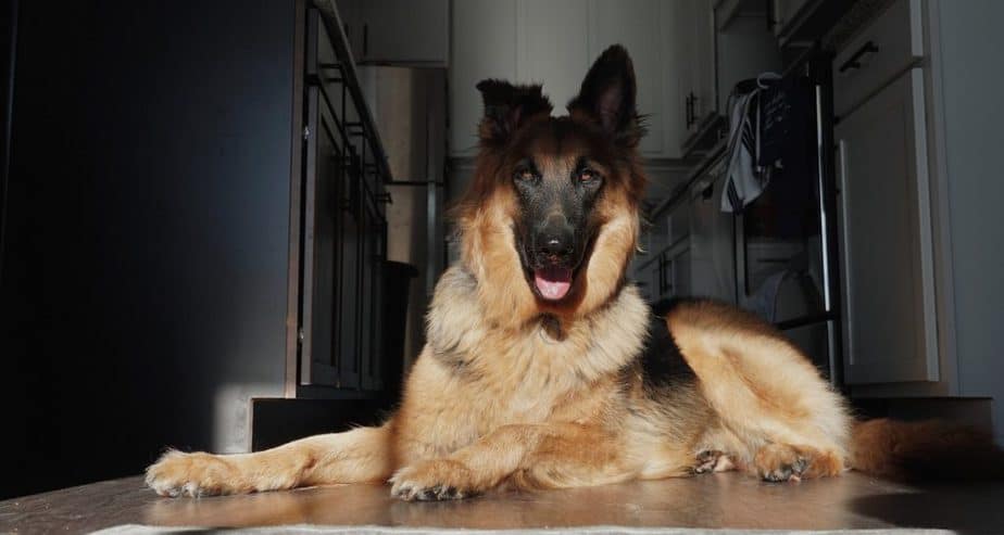 When do German Shepherds lose their baby teeth?