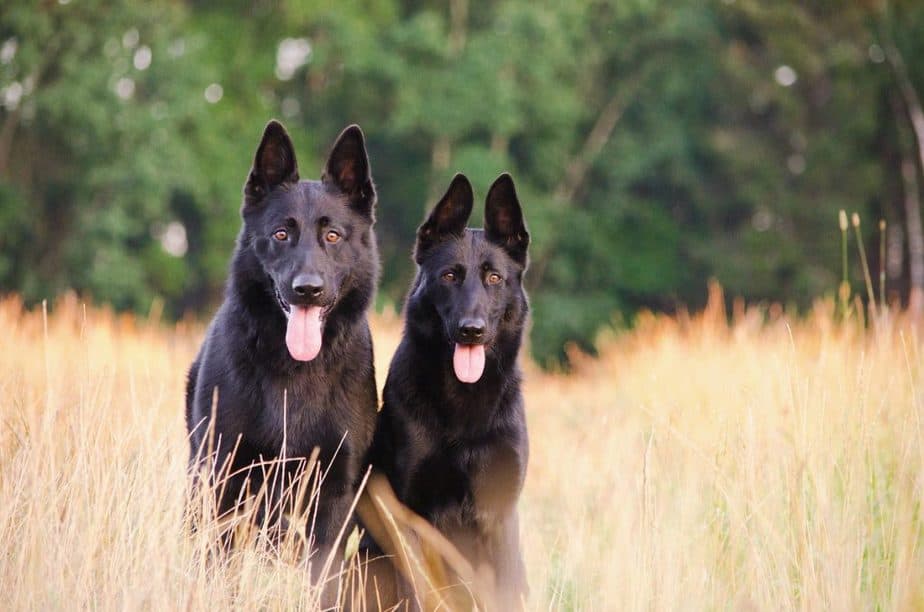 Why Are German Shepherds So Smart?