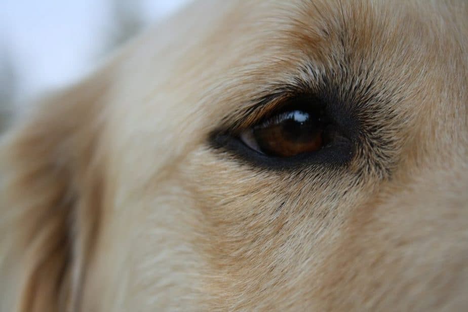 golden retrievers's eye diseases