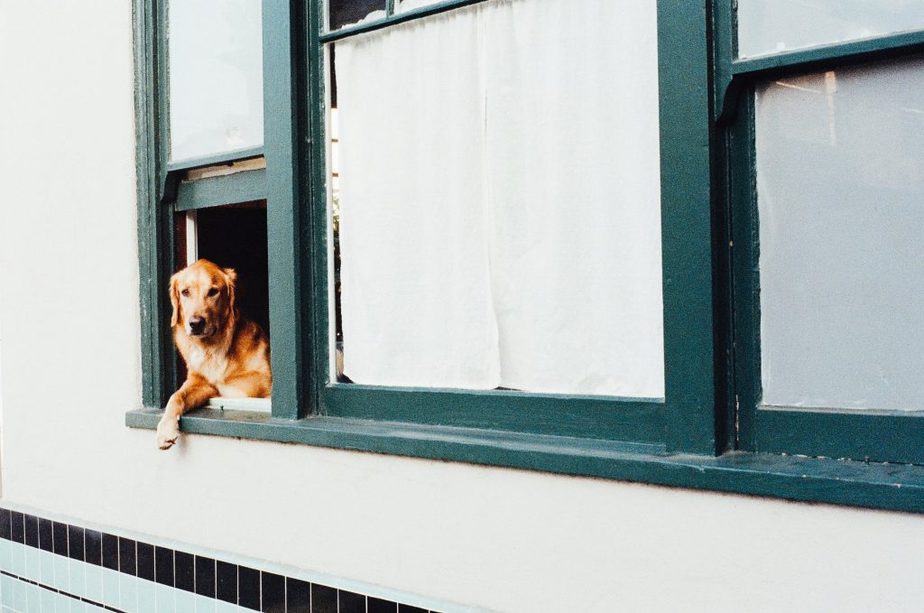 golden retrievers are excellent dogs