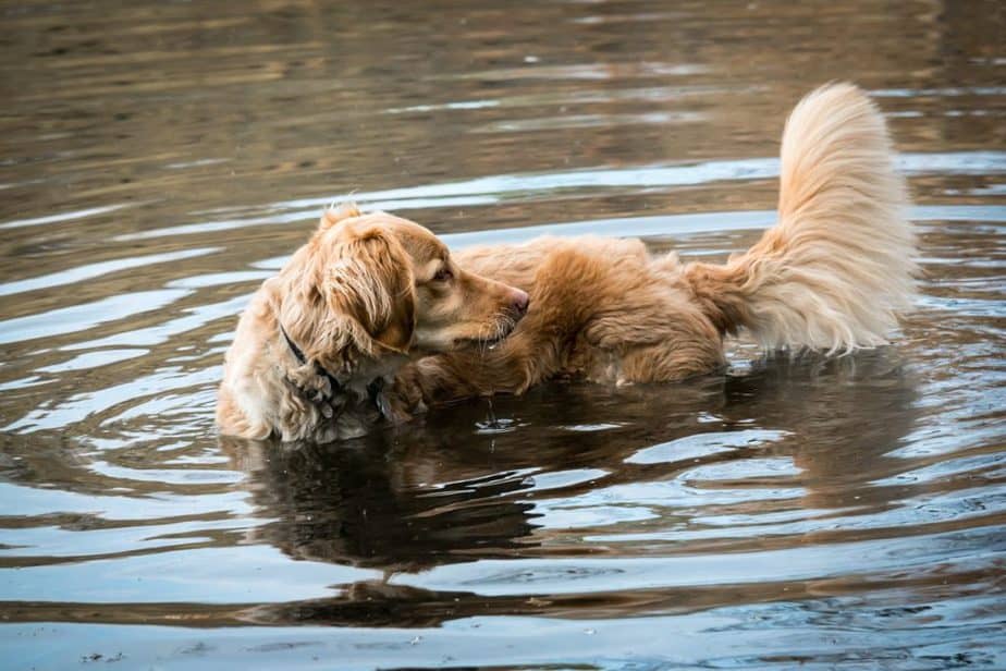 golden retrievers love water