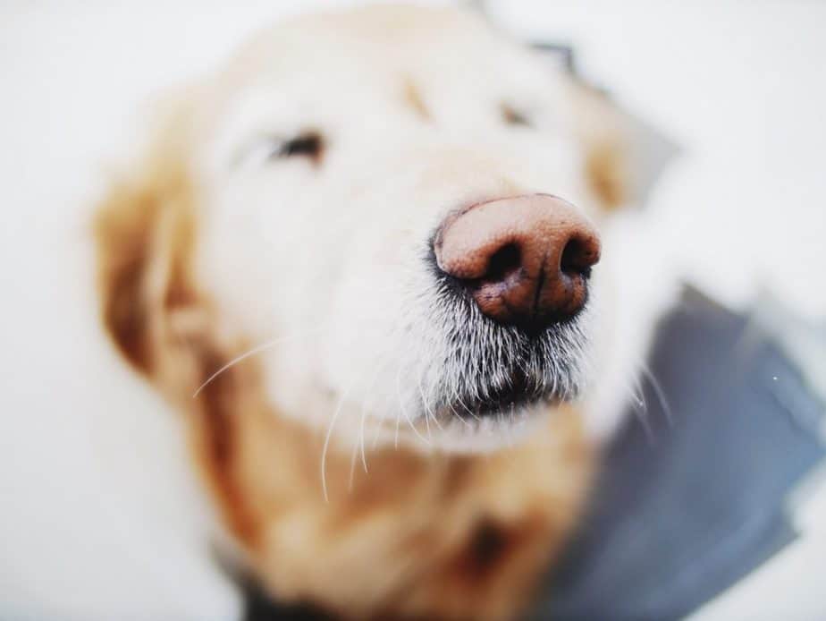 Why do Golden Retriever noses turn pink?