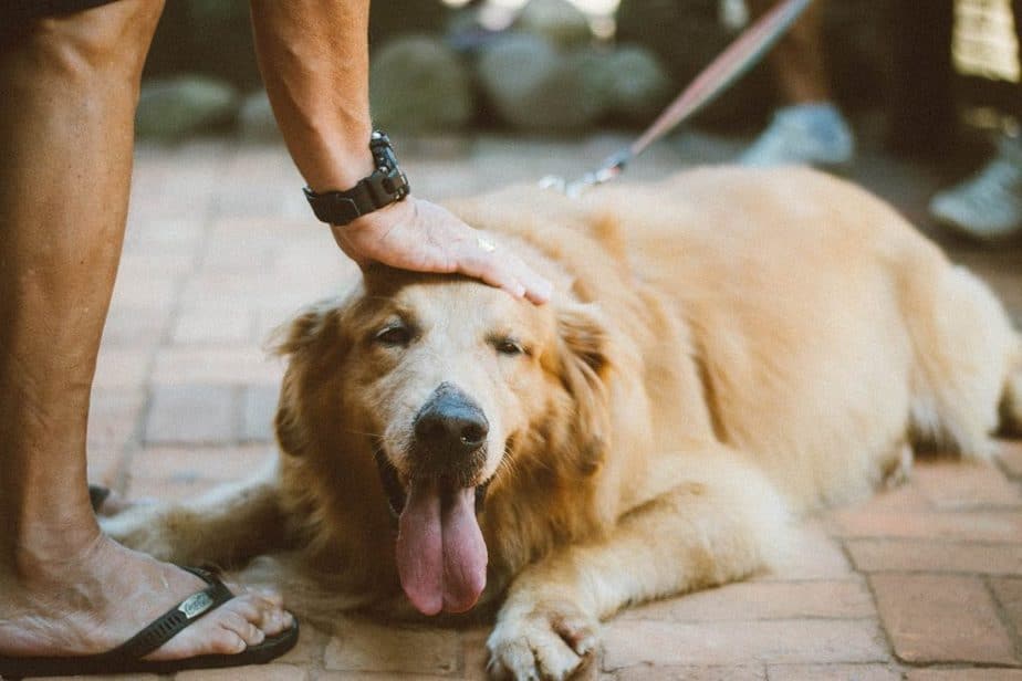 golden retriever giant