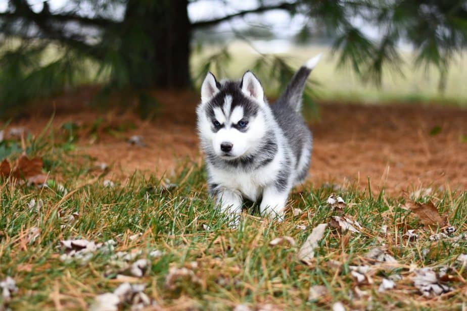 huskies are playful and affectionate