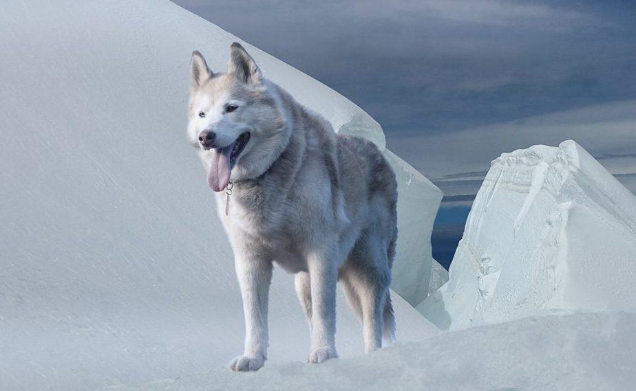 huskies' training require a lot of patience