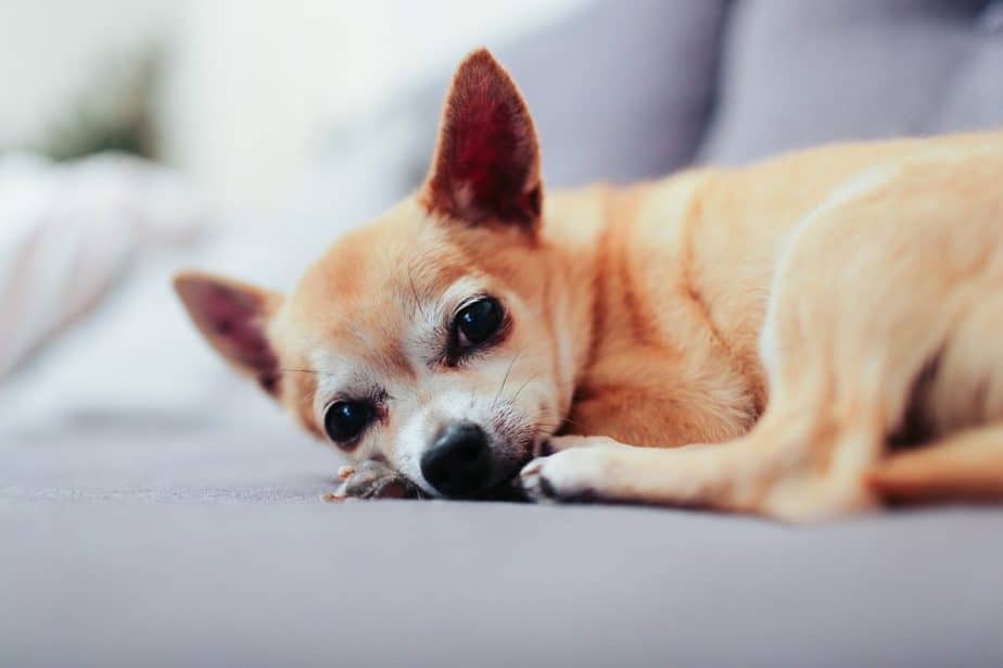 old chihuahua