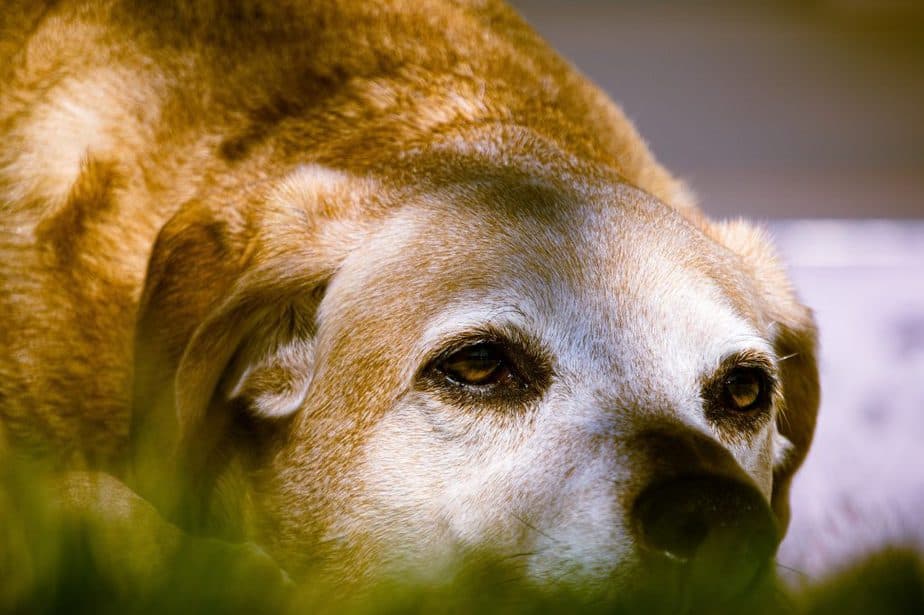 old dog laying down white ace, cream body