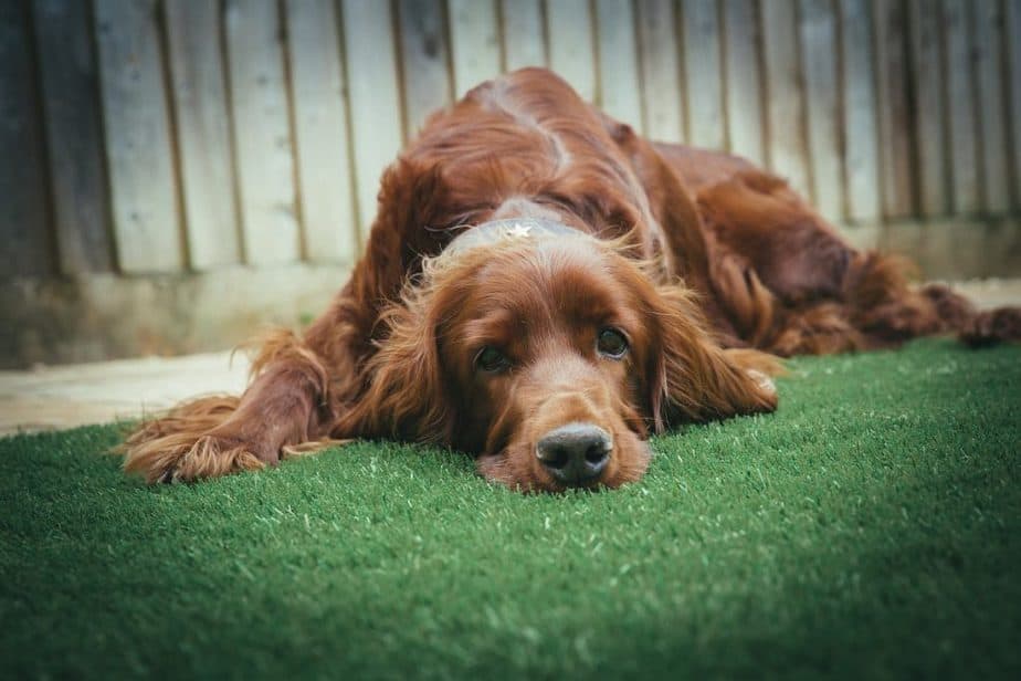 why are golden retrievers red